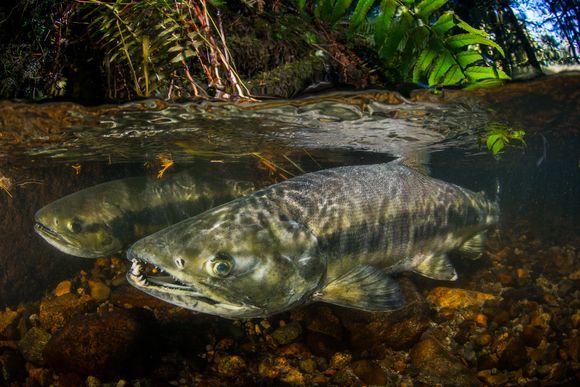 Spawning Salmon